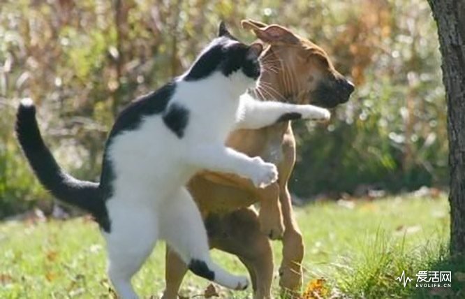 Funny-Fight-Animals-Funny-Fight-Club