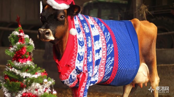 Only-thing-better-than-an-ugly-Christmas-sweater-is-a-cow-in-an-ugly-Christmas-sweater