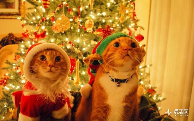 cats-dressed-up-for-christmas-4541