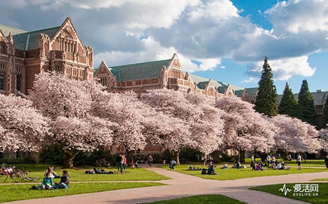 Blooming cherry trees on the University of Washington Quad in Seattle, Washington.