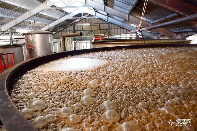 Rhum-Barbancourt-fermentation