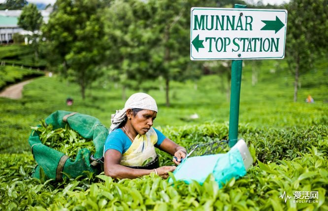 Munnar-tea-harvester-1