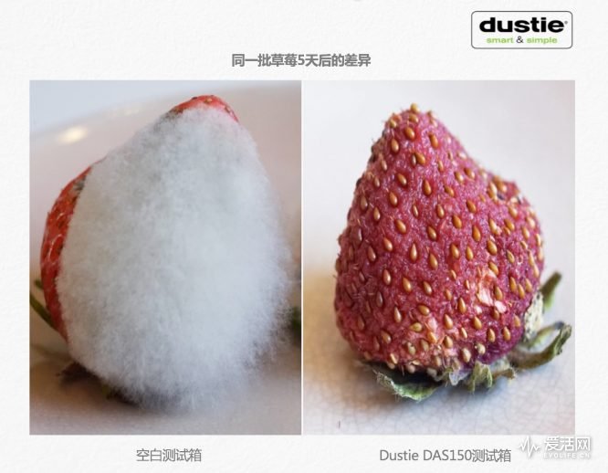 dustie-06