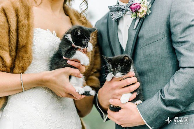 kitten-wedding-3