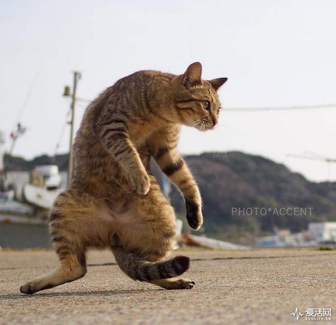 cat-poses-martial-arts-1