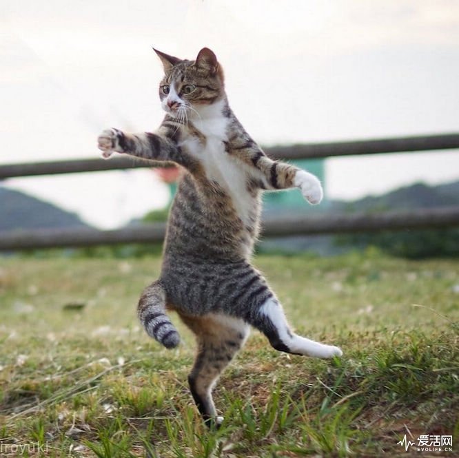 cat-poses-martial-arts-15