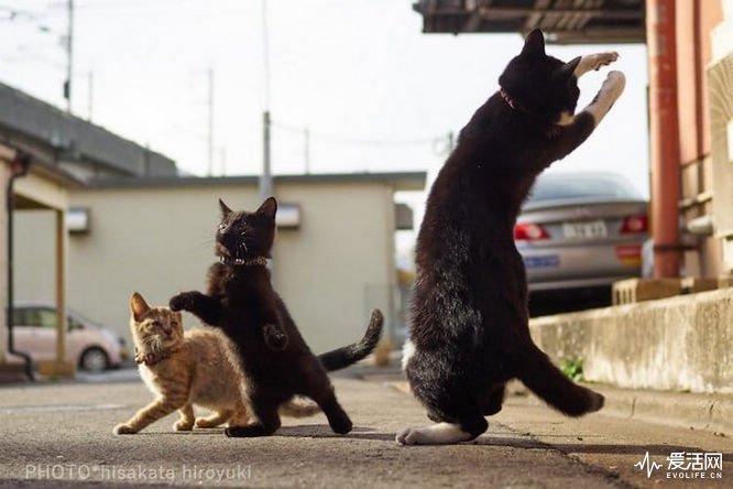 cat-poses-martial-arts-17