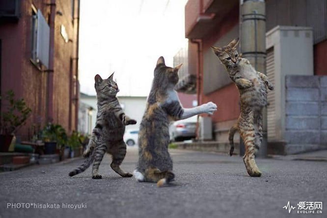 cat-poses-martial-arts-5