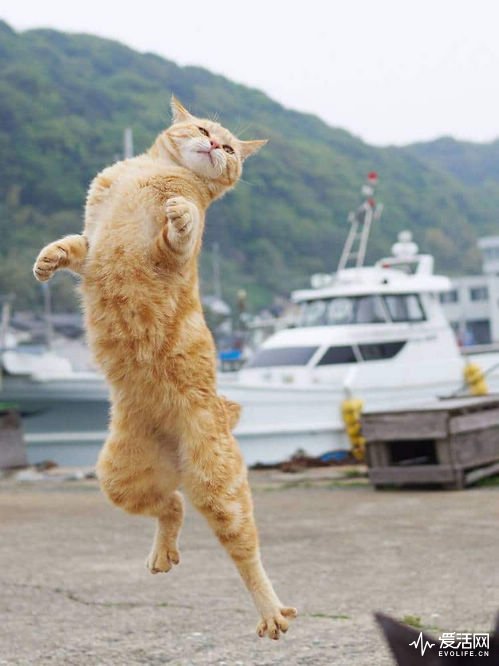 cat-poses-martial-arts-9