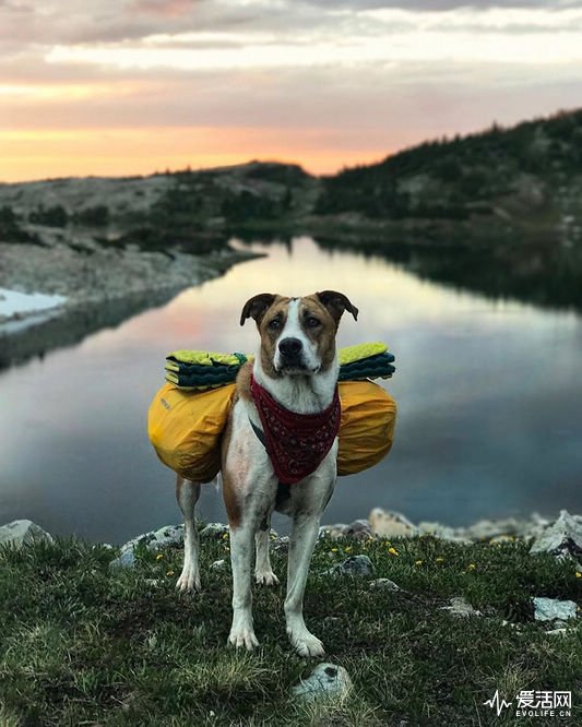 cat-dog-travel-together-henry-baloo-10