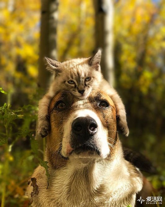 cat-dog-travel-together-henry-baloo-11