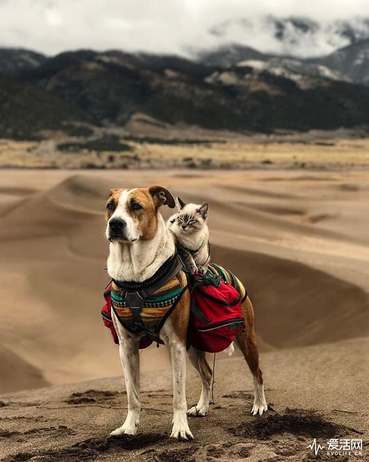 cat-dog-travel-together-henry-baloo-19