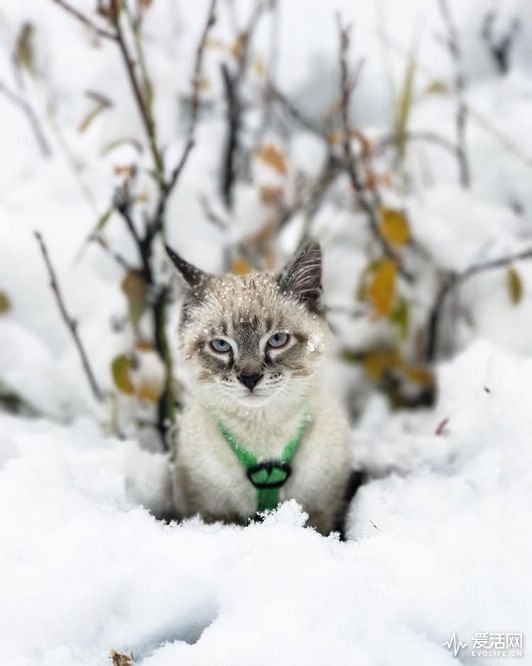 cat-dog-travel-together-henry-baloo-6