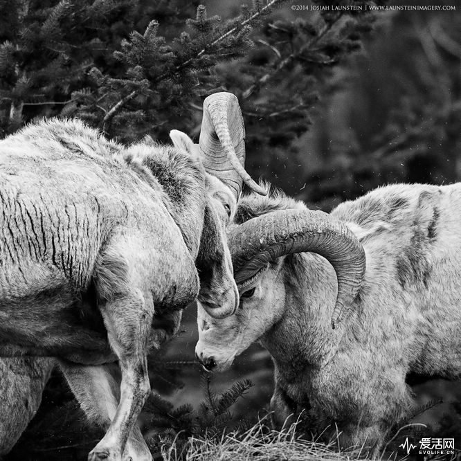 Overall Winner - 2014 Young Outdoor Photographer of the Year Two Rocky Mountain Bighorn Sheep rams collide while doing battle in the lower slopes of the Rocky Mountains in Waterton Lakes National Park, Alberta, Canada. I was photographing bighorns with my dad and sister when we heard loud crashes from further down the valley. My sister and I went to investigate and discovered three rams that were battling each other. I quickly found an angle I liked and adjusted my settings for the action and managed to get this picture right as they hit each other. I love all the hair and dander that is flying up from the impact!