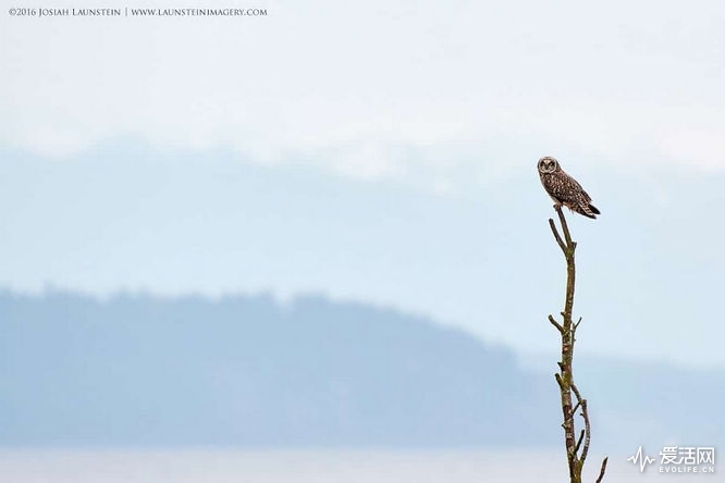 JosiahLaunstein-Coastal-Blues-Awarded-in-2017-Bird-Photographer-of-the-Year-1200px