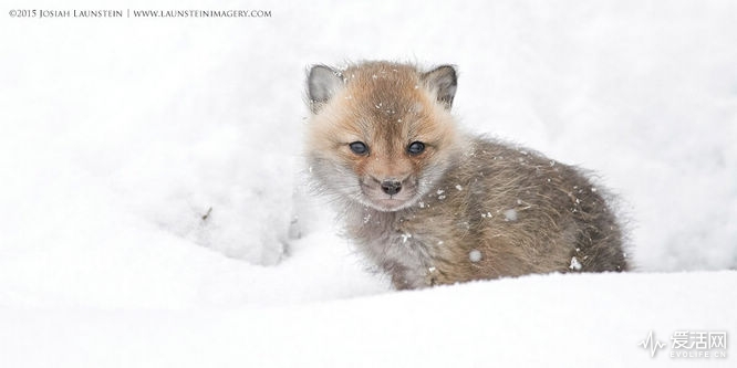 JosiahLaunstein-First-Snow-1200px