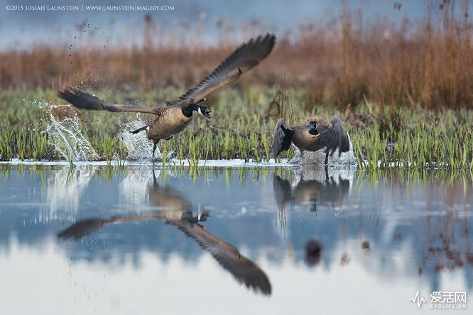 JosiahLaunstein-Goose-Attack-Awarded-in-2015-WPY-1200px