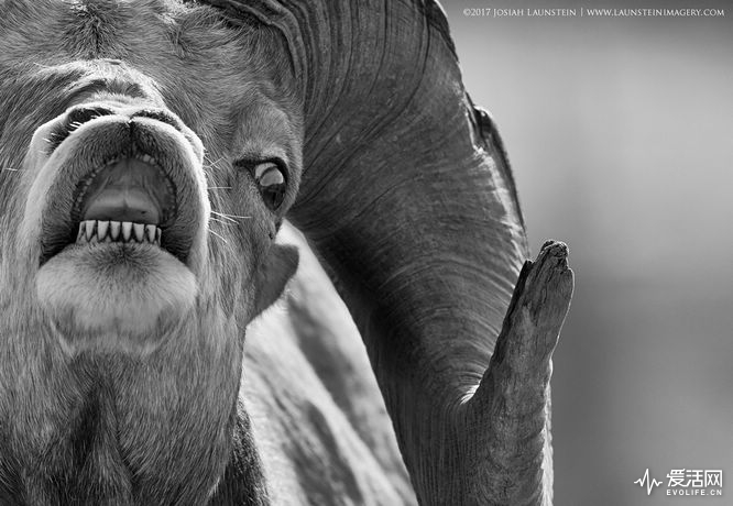 A Rocky Mountain Bighorn Ram shows a wild eye as it curls his lip in what's known as a flehmen response at the beginning of the annual rut.