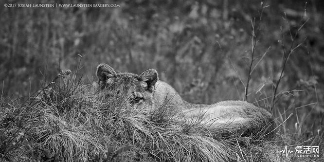 A young cougar keeps watch on the photographer through the grass as it relaxes on grassy slope below the Rocky Mountains in Waterton Lakes National Park, Alberta, Canada.