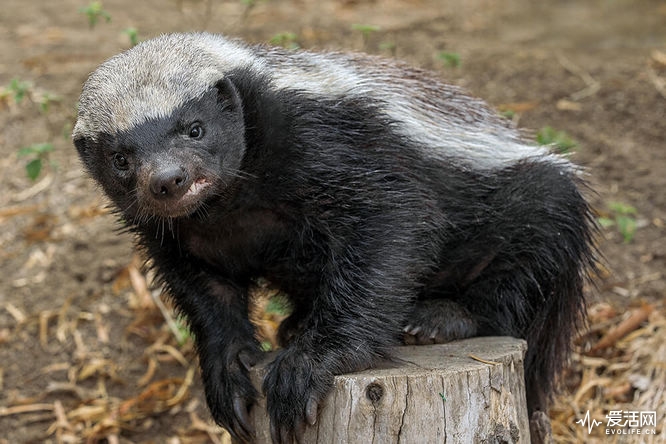 honey_badger_02