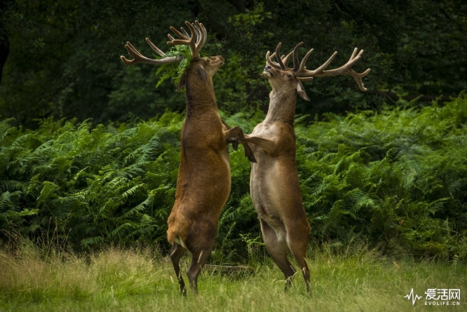 The Comedy Wildlife Photography Awards 2018 Bartek Olszewski London United Kingdom Phone: 00447588460787 Email: photobartek@gmail.com Title: Dancing Deer Caption: Bartek Olszewski Description: I was so lucky. â€˜It was July and I walked into Richmond Park through the Robin Hood gate. Immediately I saw these two rutting stags rising up and biting each other. It only lasted a few seconds, so I sank to my knees and snapped away as fast as I could.â€™ Animal: Red deer Location of shot: Richmond Park London UK