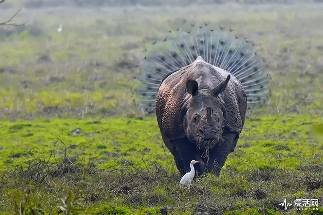 The Comedy Wildlife Photography Awards 2018 Kallol Mukherjee Singur India Phone: +91-9831857793 Email: kallolmukherjee77@gmail.com Title: Rhinopeocock 4 Caption: This Rhino could be centre stage at the Royal Ballet wearing what appears to be a tutu. However, it was photo-bombed by a peacock standing behind it. Description: An IUCN vulnerable species Indian rhinoceros and an Indian Peafowl aligned such a way that the Rhino looks special in it's habitat. . It may look like itâ€™s wearing a tutu but this rhino is actually in front of a peacock with its tail on display. Animal: Indian rhinoceros & Indian Peafowl Location of shot: Gorumara national park, West-Bengal, India