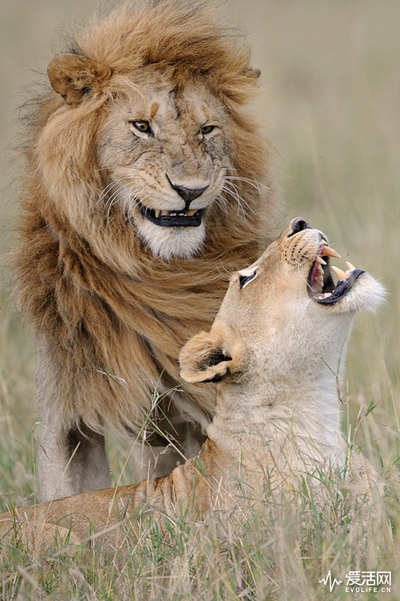 The Comedy Wildlife Photography Awards 2018 Muriel Vekemans bruxelles Belgium Phone: 473513634 Email: muphoto32@gmail.com Title: Happy ? Caption: NIKON D300 â€“ F/4 â€“ 1/640 - ISO-400 â€“ 400mm Description: Lion mating Animal: Lion Location of shot: Masai Mara Kenya