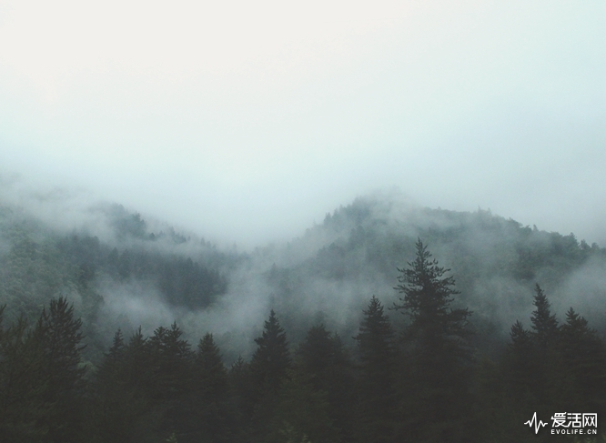 tree-forest-mountain-snow-cloud-fog-mist-cloudy-morning-hill-dawn-mountain-range-foggy-weather-haze-geographical-feature-atmospheric-phenomenon-mountainous-landforms-1252548