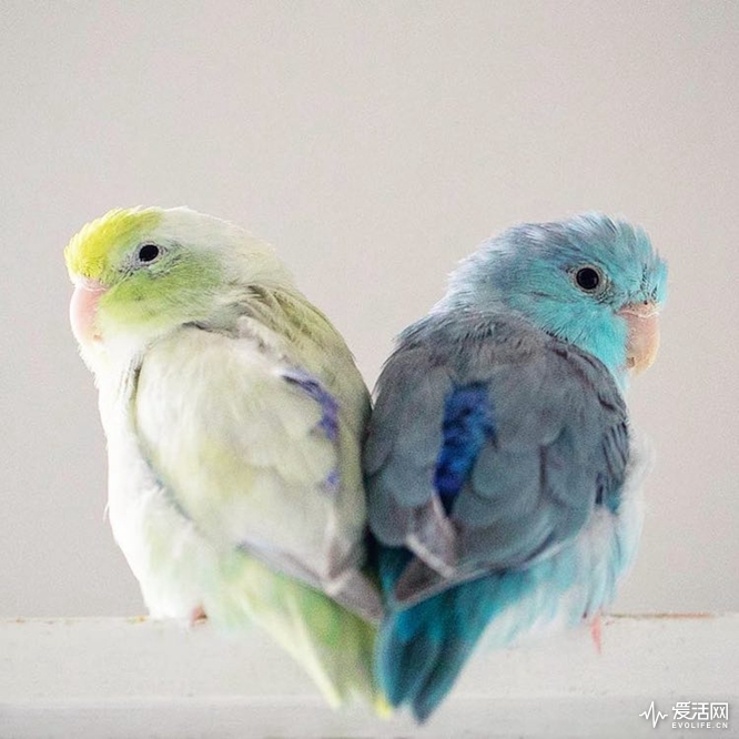 pacific-parrotlets-bird-photography-rupa-sutton-10