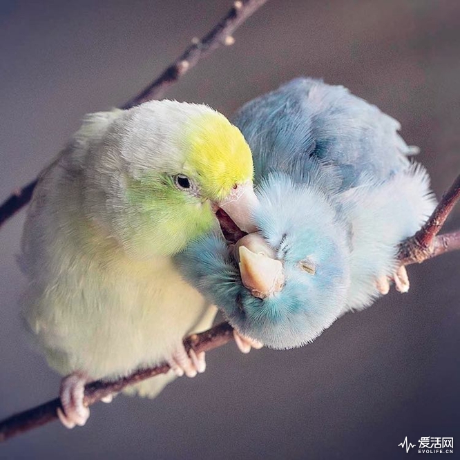 pacific-parrotlets-bird-photography-rupa-sutton-11