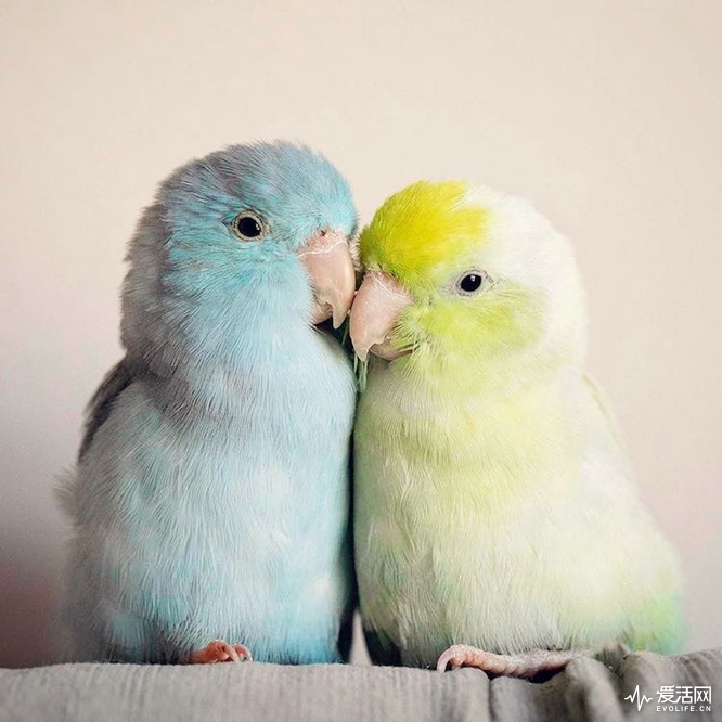 pacific-parrotlets-bird-photography-rupa-sutton-15