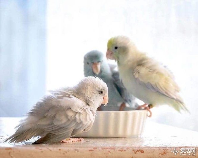 pacific-parrotlets-bird-photography-rupa-sutton-17