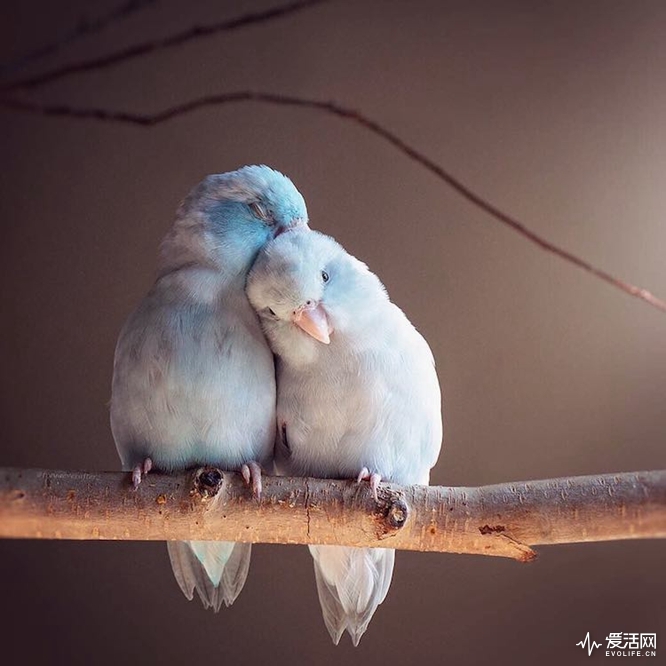 pacific-parrotlets-bird-photography-rupa-sutton-18