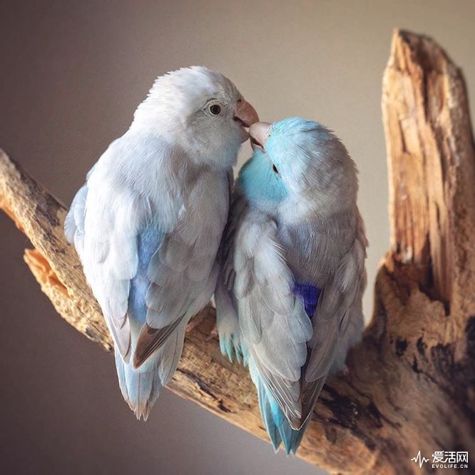 pacific-parrotlets-bird-photography-rupa-sutton-19