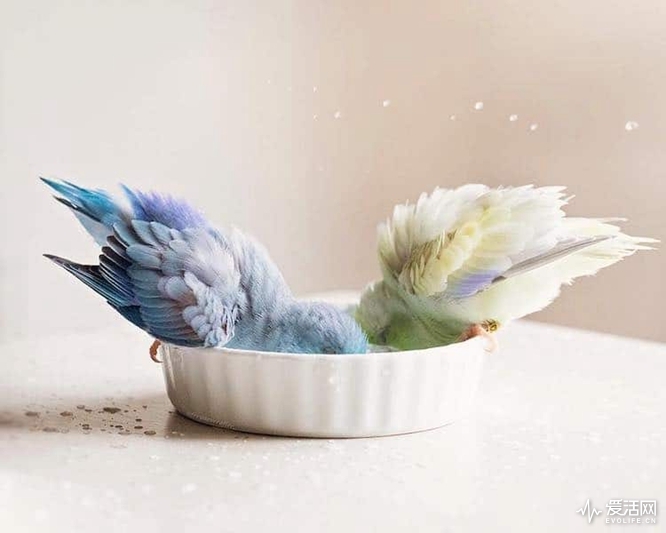 pacific-parrotlets-bird-photography-rupa-sutton-2