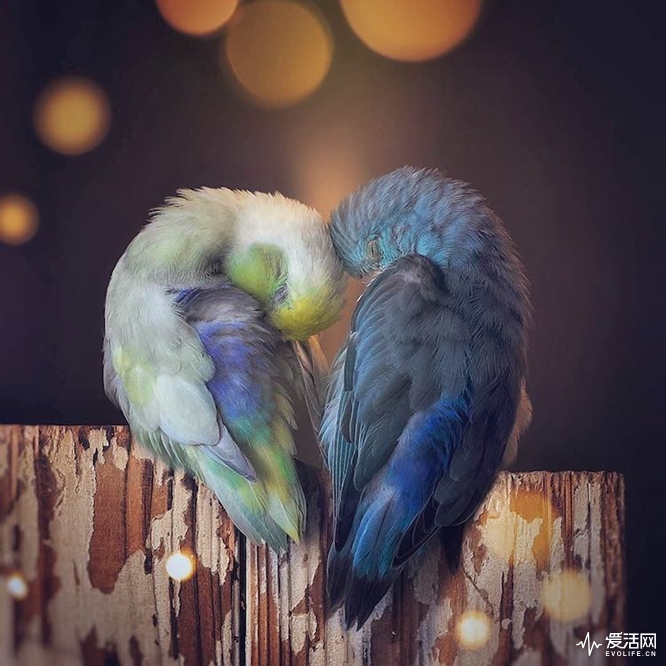 pacific-parrotlets-bird-photography-rupa-sutton-3