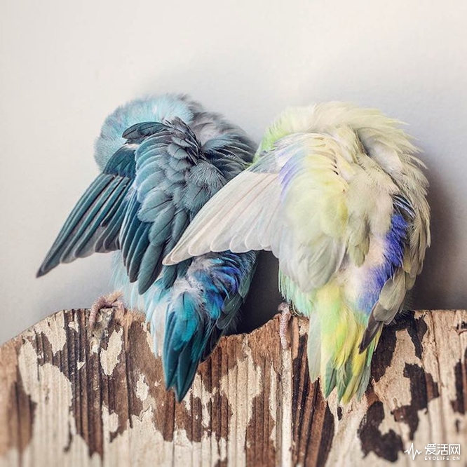 pacific-parrotlets-bird-photography-rupa-sutton-7