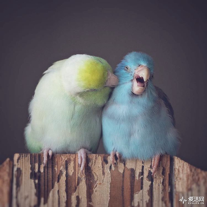 pacific-parrotlets-bird-photography-rupa-sutton-8