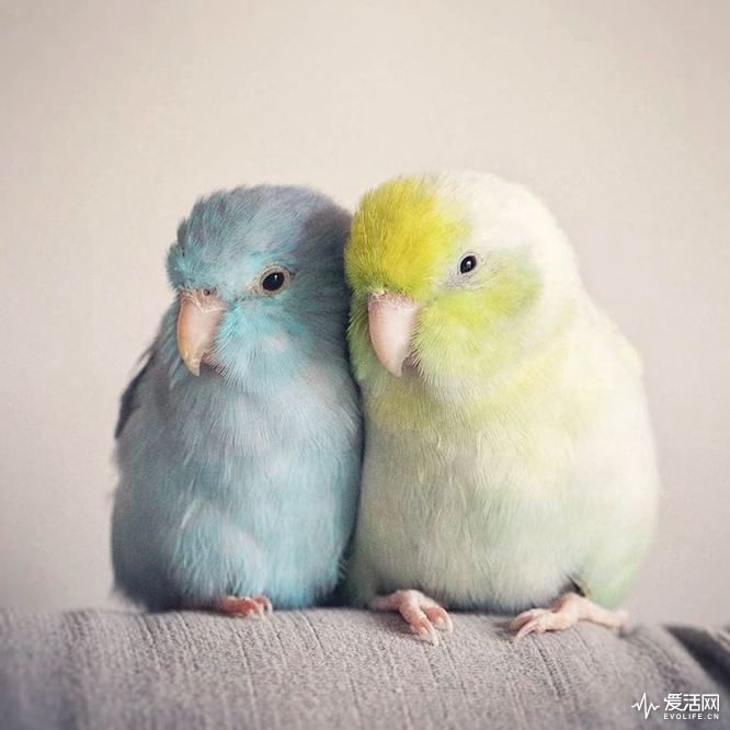 pacific-parrotlets-bird-photography-rupa-sutton-9