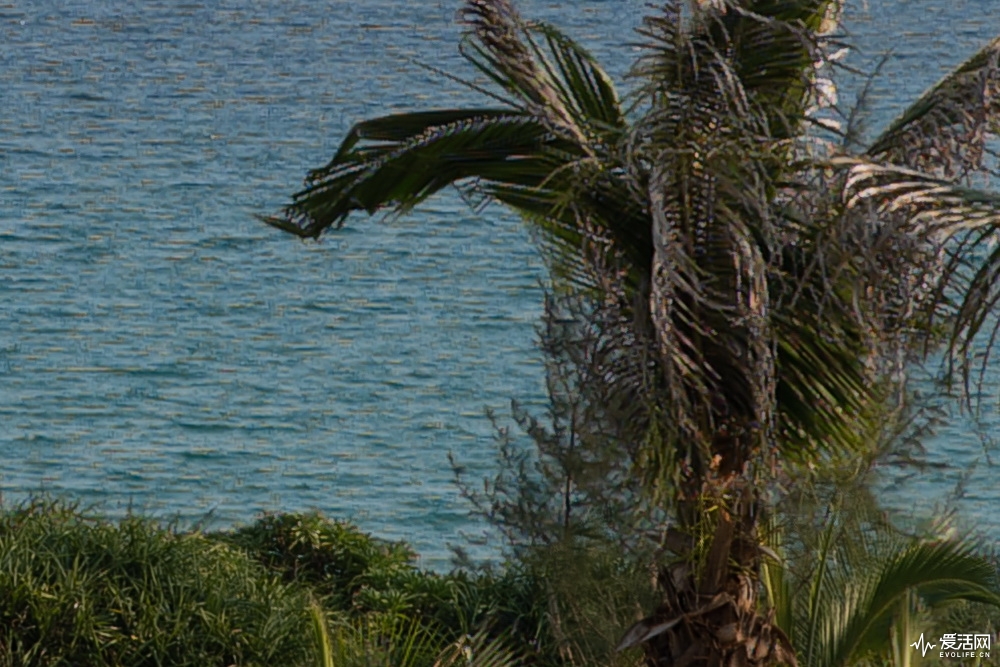 P1022532CROP