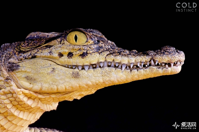 matthijs-kuijpers-cold-instinct-Crocodilus-niloticus-