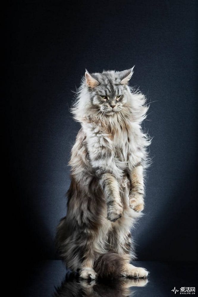 去他的摄影 | 直立行走的猫站起来能有多长? | 爱活网 Evolife.cn
