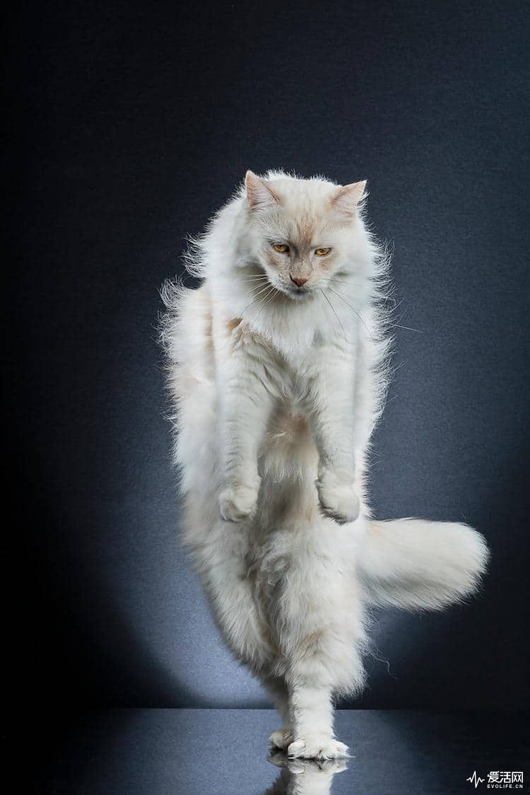 alexis-reynaud-standing-cats-11