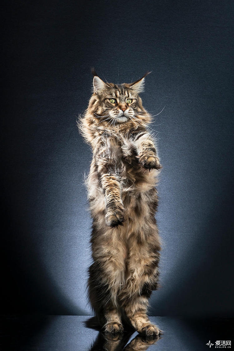 alexis-reynaud-standing-cats-13