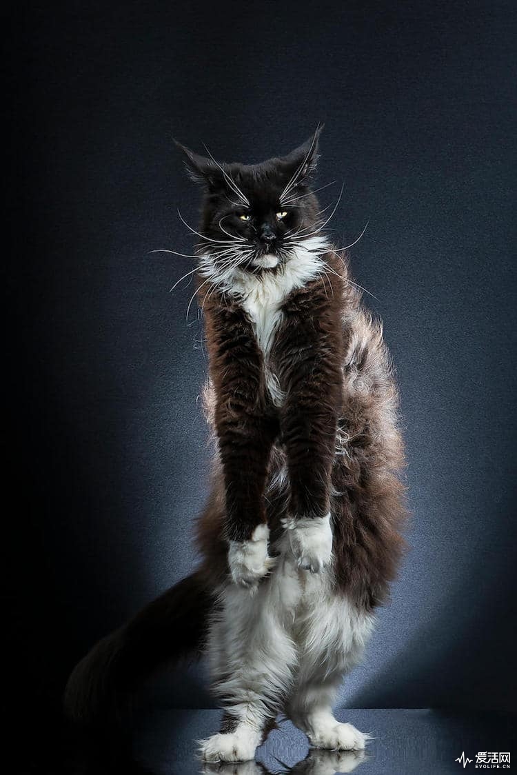 alexis-reynaud-standing-cats-14