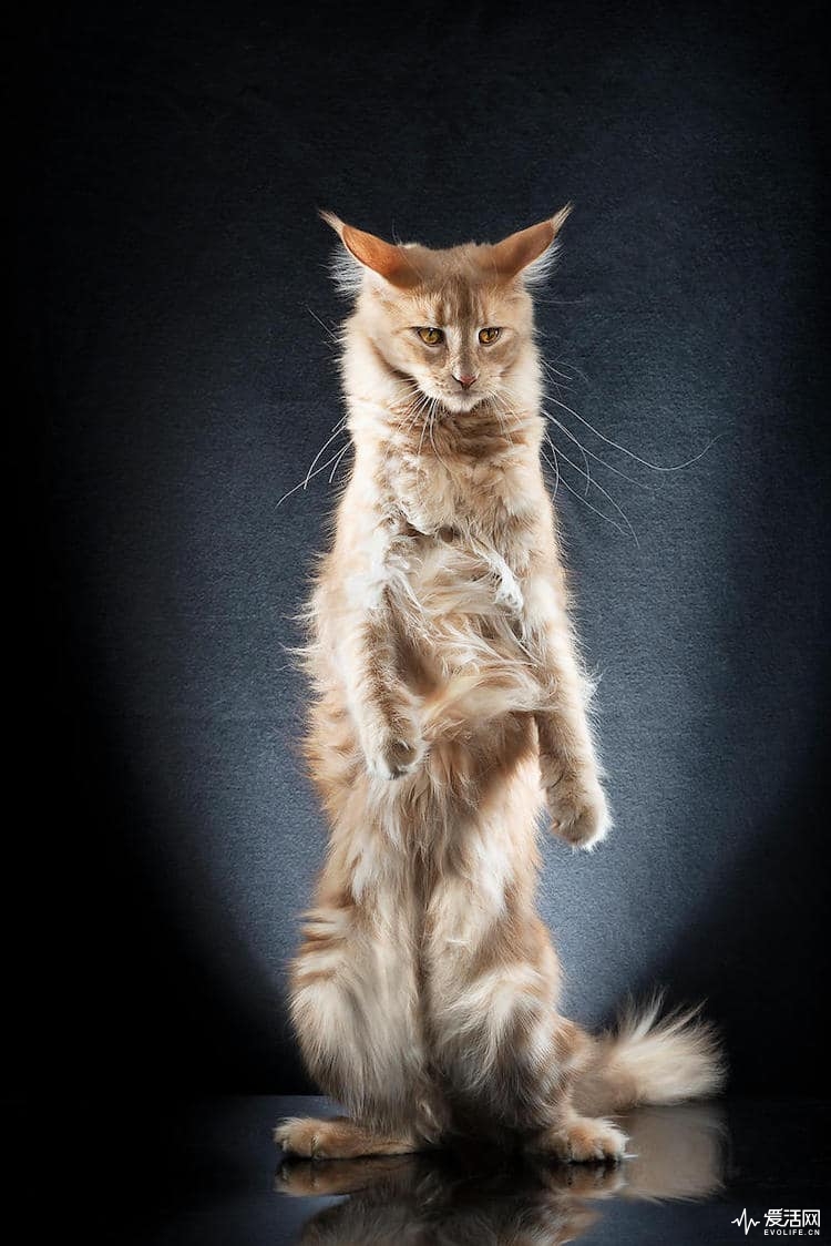 alexis-reynaud-standing-cats-21