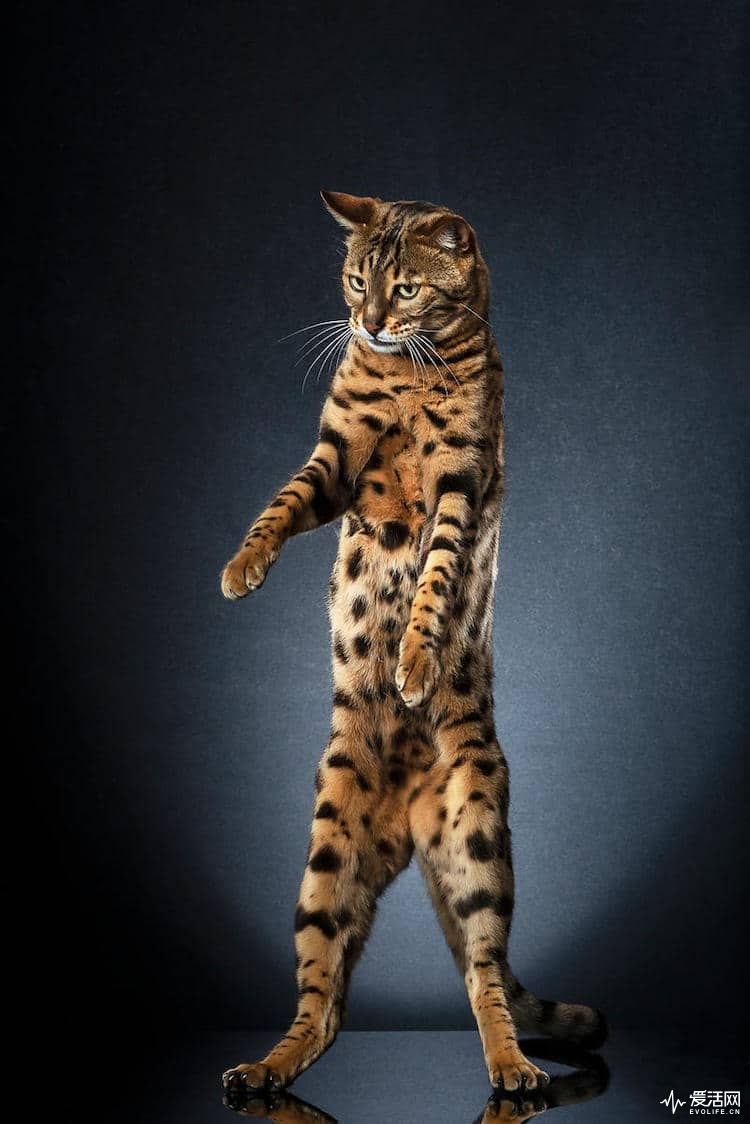 alexis-reynaud-standing-cats-22