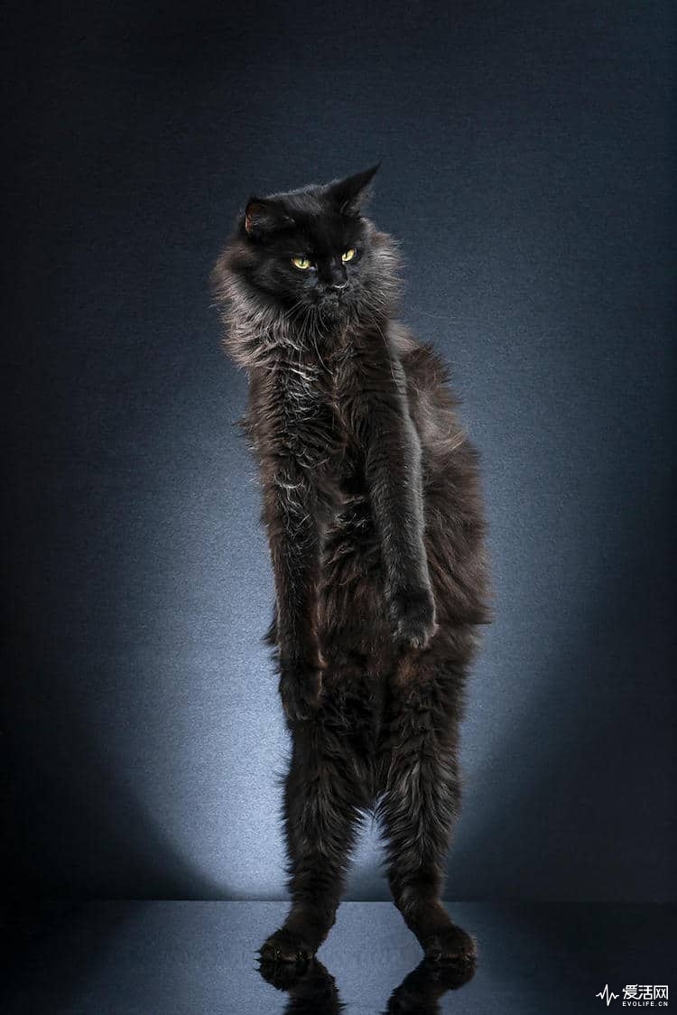 alexis-reynaud-standing-cats-5