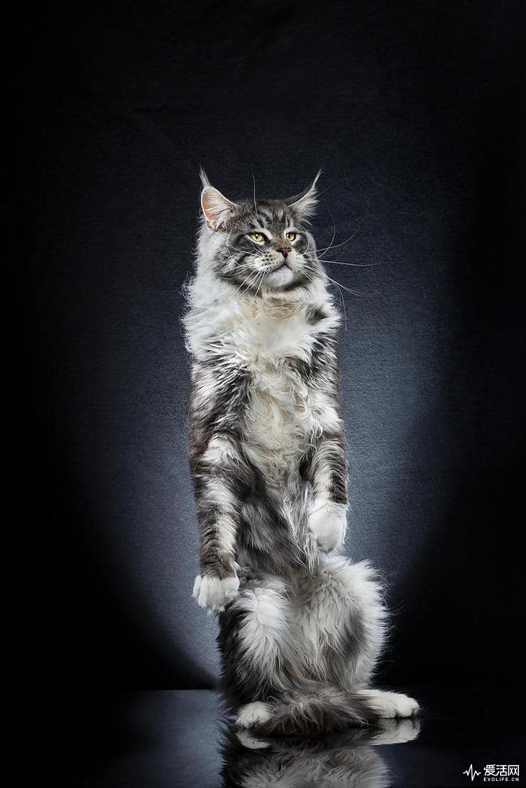 alexis-reynaud-standing-cats-8