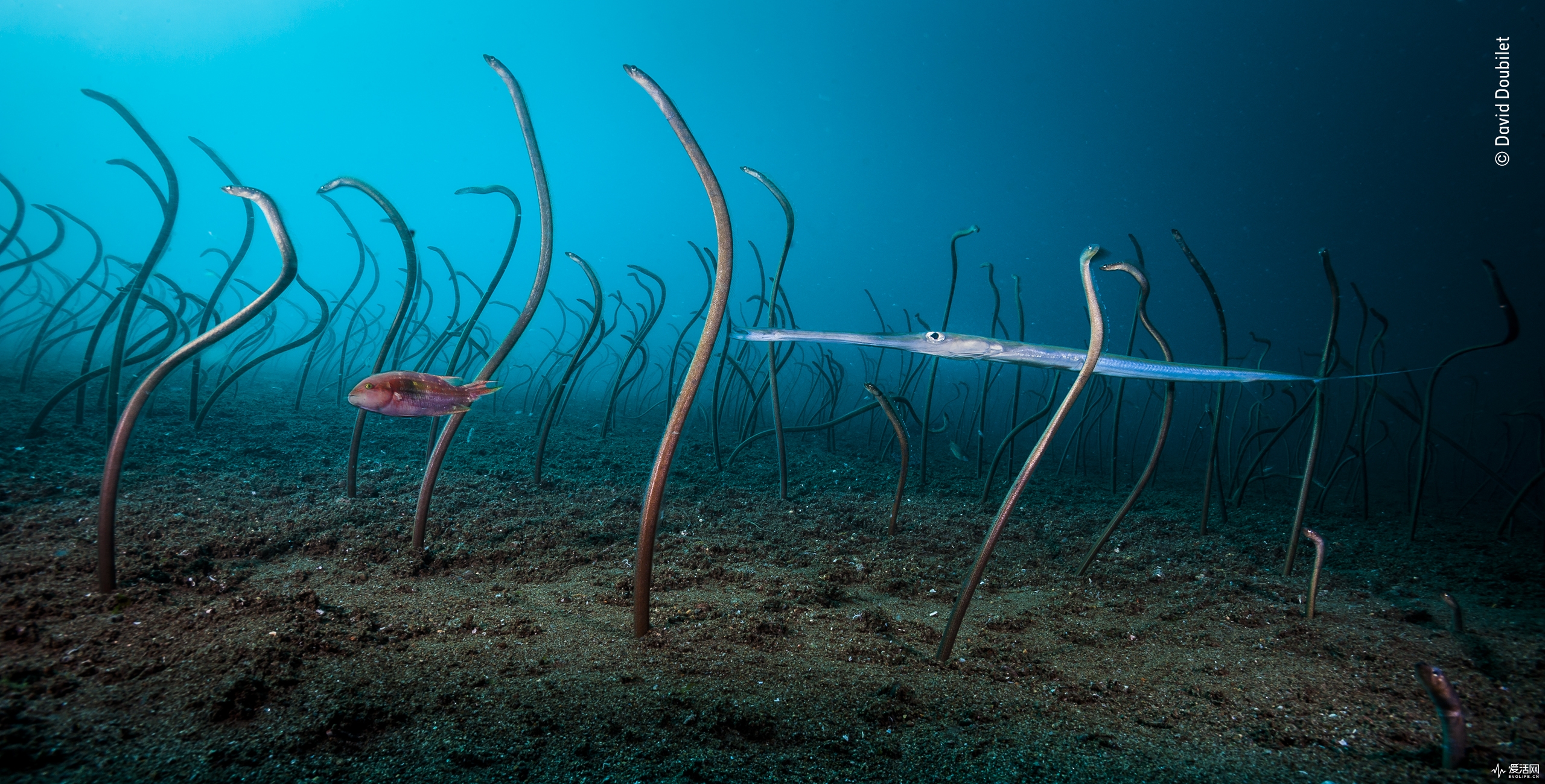 A wrasse and coronet fish glide through a vast colony of garden eels off Dumaguete, Philippines. The extremely shy and elusive garden eels disappear the moment they detect your presence. This image required deploying a remote camera set up to capture the shy eels fully extended and feeding on plankton in the current.